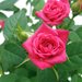 Trandafiri – Rosa Standard